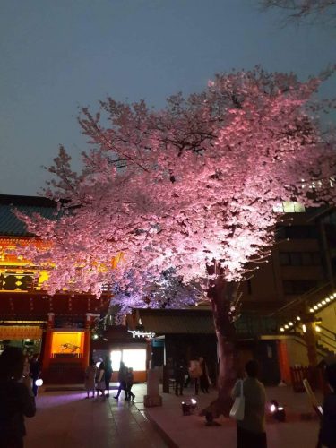 明神桜